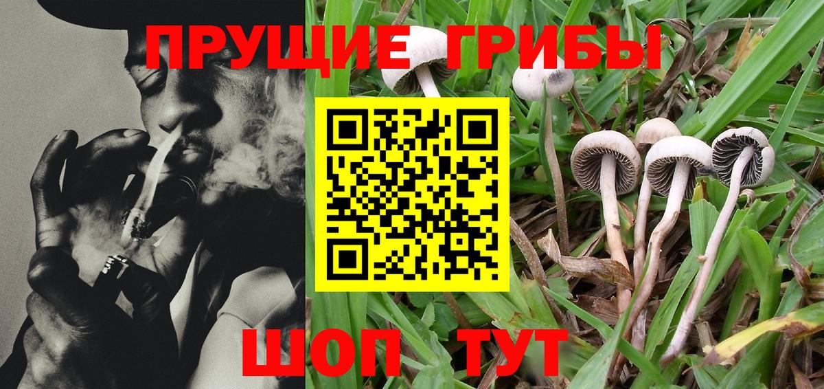 Ленинск-Кузнецкий  Галлюциногенные грибы Cubensis  где найти наркотики  Вход с VPN 